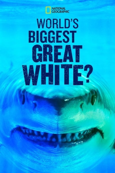 Worlds Biggest Great White Shark